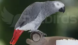 psittacus_ia.jpg