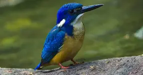 Αλκυόνα Half-collared kingfisher