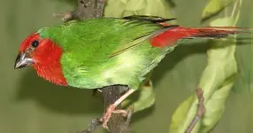 Red-throated parrotfinch (Erythrura psittacea)