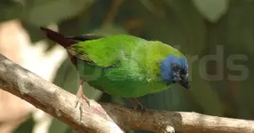 Blue-faced parrotfinch (Erythrura trichroa)