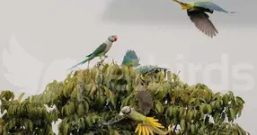 Parakeets