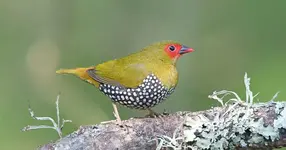 Green-backed twinspot