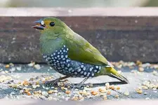 Θηλυκό Green-backed twinspot