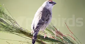 Plum-headed finch (Neochmia modesta)