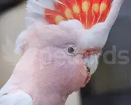 Cockatoo_.webp