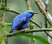 Azurnaschvogel.webp