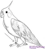 cockatiel.webp