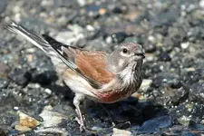 carduelis_cannabina_ae7257.webp