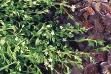 stellaria_alsine1.webp