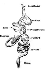 digestivesystem3.webp