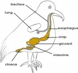 bird_anatomy.webp