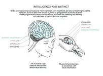 bird-brain.webp