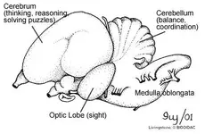 brain_bird_labeled.webp