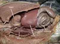 Pigeon_body_cavity2.webp