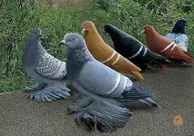 Saxon-Field-Pigeons.webp