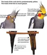 cockatiels1.webp