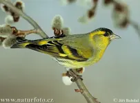 carduelis spinus2.webp