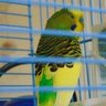 My budgie bax