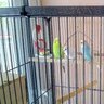 budgie_lover