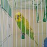 Mylovelybudgie