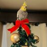 RicoTheCockatiel