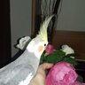 cockatielucky