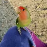 manosmm