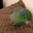 ErnestoTheParrotlet