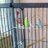 budgie_lover