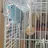 nefeli_blue84