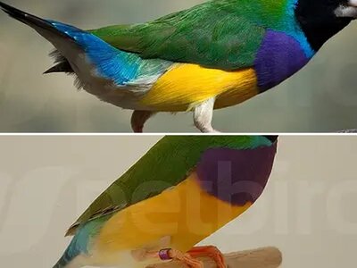 Άλμπουμ Gouldian