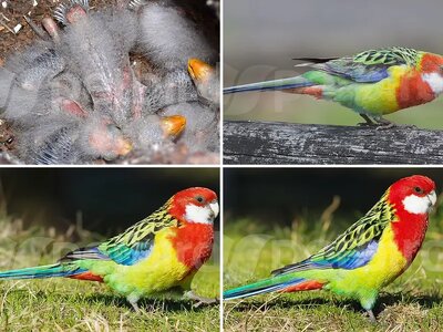 Άλμπουμ πλατύκερκων (Rosellas)