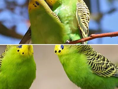 Άλμπουμ Παπαγαλάκια Budgerigar