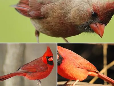 Άλμπουμ καρδινάλιων (Cardinalis)