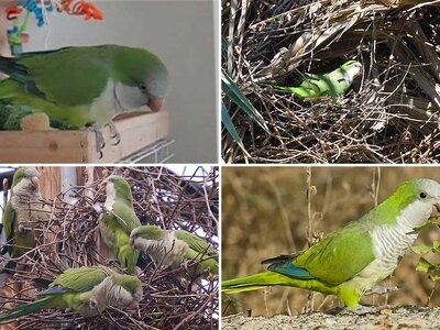 Άλμπουμ Παπαγάλων Monk ή Quaker Parakeet