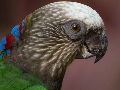 Άλμπουμ Παπαγάλων Red-fan ή Hawk-headed