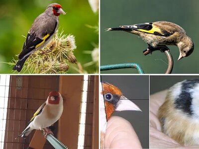 Άλμπουμ Καρδερίνων (Carduelis carduelis)