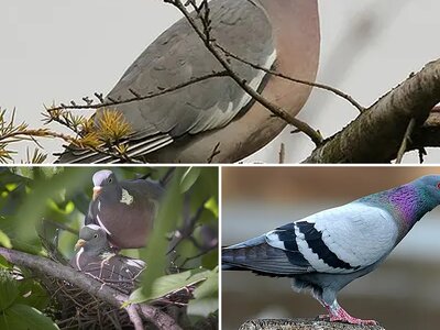 Άλμπουμ Περιστερίδων (Columba)