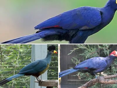 Άλμπουμ Turacos (Μουσοφαγίδες)