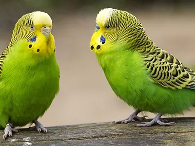 Photo Ζευγάρι παπαγαλάκια Budgerigar