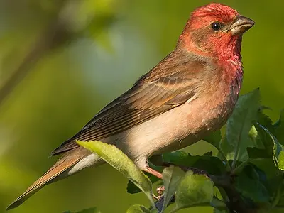 Αρσενική ροδόσπιζα (Carpodacus erythrinus)