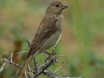 Photo Θηλυκή Ροδόσπιζα (Carpodacus erythrinus)