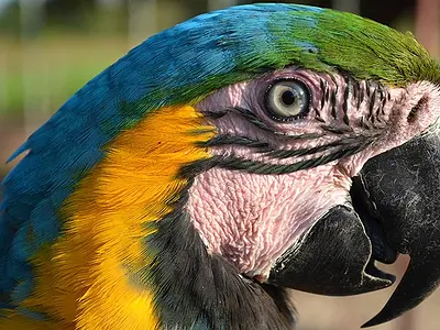 Photo Πορτραίτο Παπαγάλου Macaw Ara ararauna