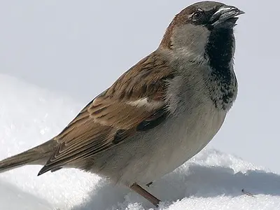 Ο Σπιτοσπουργίτης, (Passer domesticus)