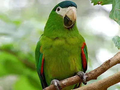 Photo Red-shouldered ή Hahn's Macaw