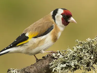 Αρσενική Καρδερίνα C. carduelis