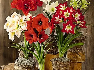 Αμαρυλλίς - Ιππίαστρον (Amaryllis Hippeastrum)