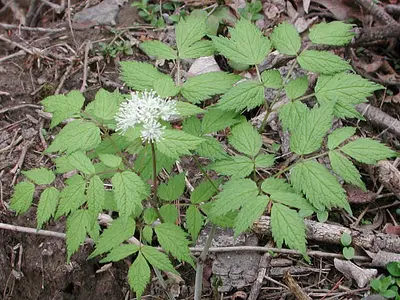 Ακταία (Actaea spicata)