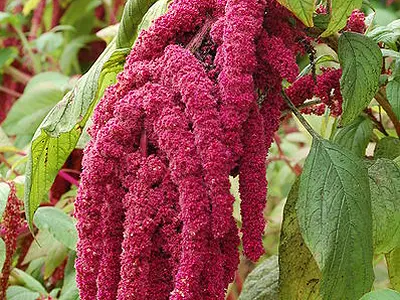 Αμάρανθος (Amaranthus tricolor)