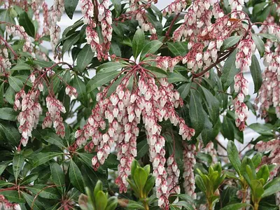 Ανδρομέδα (Andromeda pieris)